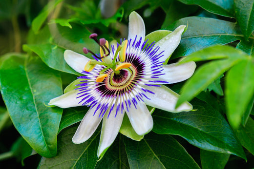  Passionflower and Its Sleep Benefits