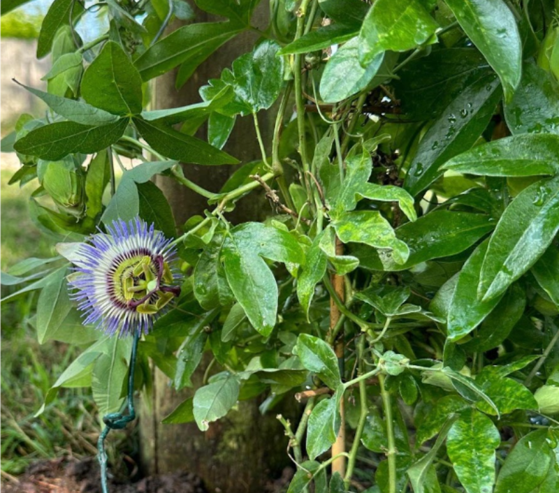 Passionflower and Its Sleep Benefits