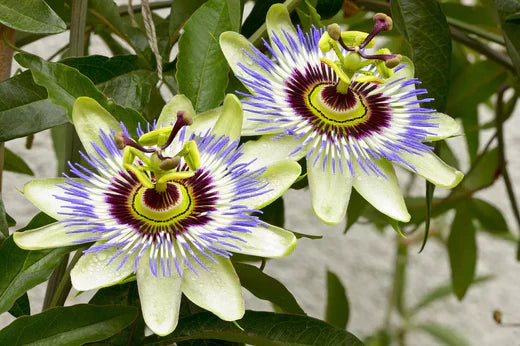 Why Passionflower Is an Effective Natural Solution for Better Sleep Quality
