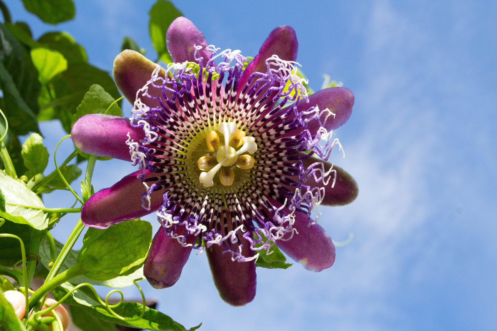 Passionflower and Its Sleep Benefits