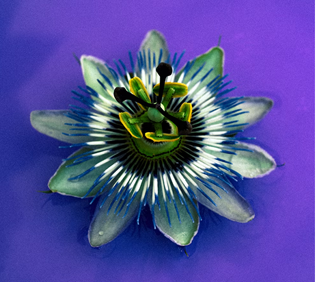Full Flower Icon — reference photo